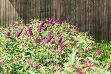 Buddleja 'Miss Ruby'