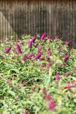 Buddleja 'Miss Ruby'