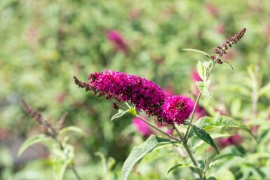 Buddleja 'Miss Ruby'