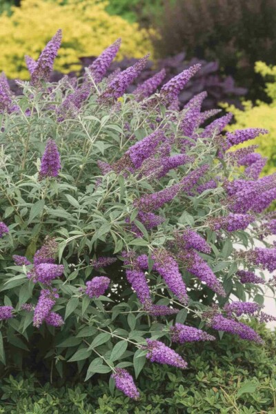 Buddleja 'Purple Chip' struik