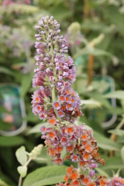 Vlinderstruik Buddleja weyeriana 'Flower Power' struik Buddleja weyeriana 'Flower Power'