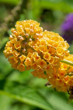 Vlinderstruik Buddleja weyeriana 'Sungold' struik Buddleja weyeriana 'Sungold'