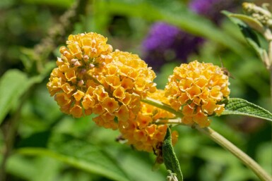 Vlinderstruik Buddleja weyeriana 'Sungold' struik Buddleja weyeriana 'Sungold'