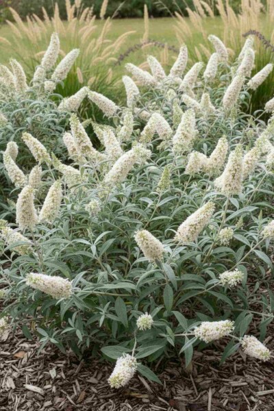 Buddleja 'White Ball' struik