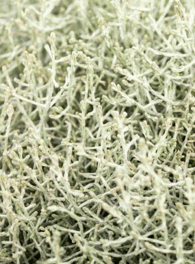 Calocephalus brownii