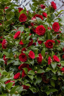 Camellia japonica 'Black Lace'