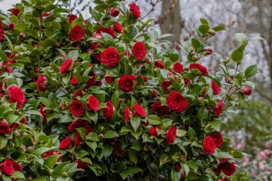 Camellia japonica 'Black Lace'