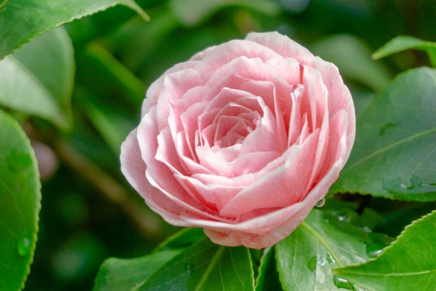 Japanse roos Camellia japonica 'Bonomiana' struik Camellia japonica 'Bonomiana' struik