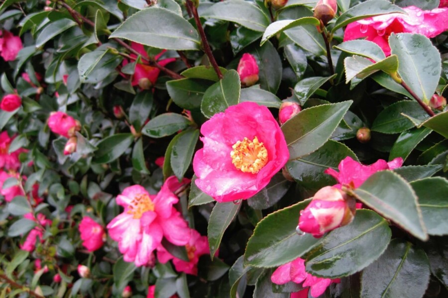 Camelia Camellia sasanqua struik Camellia sasanqua struik