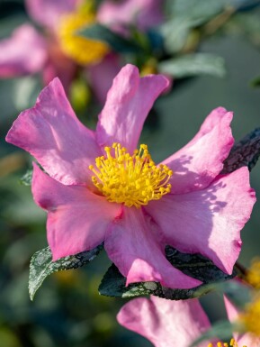 Camellia sasanqua 'Cleopatra'