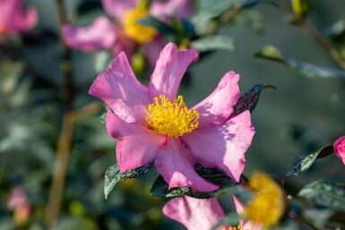 Camellia sasanqua 'Cleopatra'