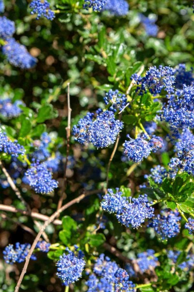 Amerikaanse sering Ceanothus 'Blue Sapphire' struik Ceanothus 'Blue Sapphire' struik