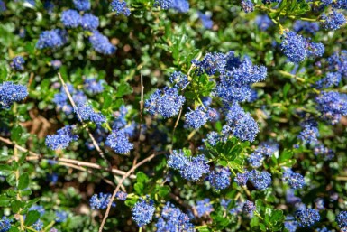Amerikaanse sering Ceanothus 'Blue Sapphire' struik Ceanothus 'Blue Sapphire'