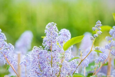 Ceanothus 'Gloire de Versailles'