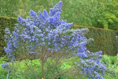 Amerikaanse sering Ceanothus 'Puget Blue' struik Ceanothus 'Puget Blue' struik
