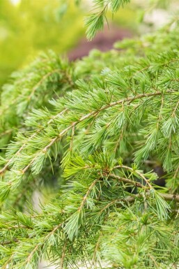 Himalayaceder Cedrus deodara struik Cedrus deodara struik