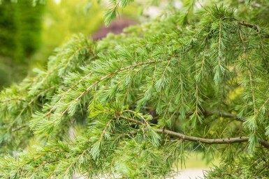Cedrus deodara