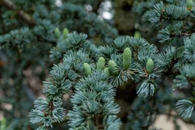 Cedrus libani 'Glauca'
