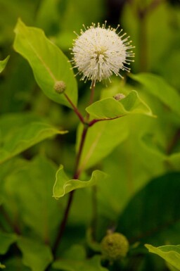 Knoopstruik Cephalanthus occidentalis struik Cephalanthus occidentalis