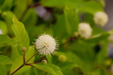 Knoopstruik Cephalanthus occidentalis struik Cephalanthus occidentalis