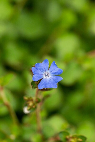Loodkruid Ceratostigma griffithii struik Ceratostigma griffithii struik