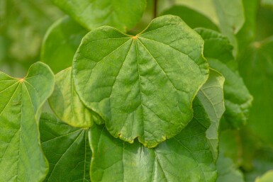 Amerikaanse judasboom Cercis canadensis struik Cercis canadensis