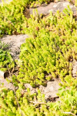 Zacht vetkruid Sedum sexangulare 5-10 Pot P9 Sedum sexangulare