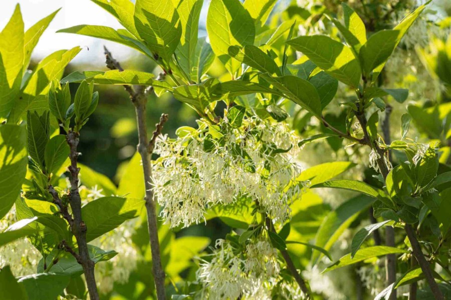 Sneeuwvlokkenboom Chionanthus virginicus struik Chionanthus virginicus struik