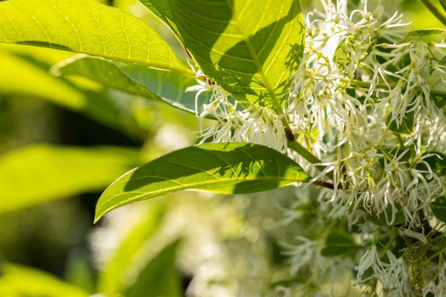 Sneeuwvlokkenboom Chionanthus virginicus struik Chionanthus virginicus struik