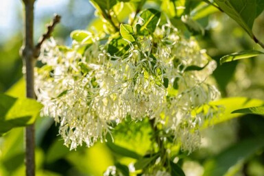 Sneeuwvlokkenboom Chionanthus virginicus struik Chionanthus virginicus struik
