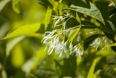 Sneeuwvlokkenboom Chionanthus virginicus struik Chionanthus virginicus struik