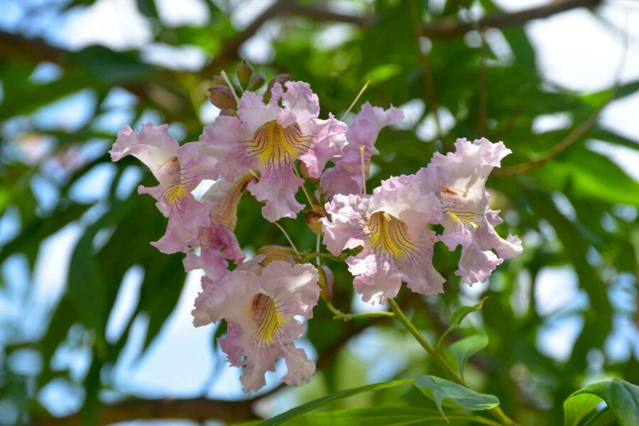 Chitalpa Chitalpa tashkentensis 'Summer Bells' struik Chitalpa tashkentensis 'Summer Bells' struik