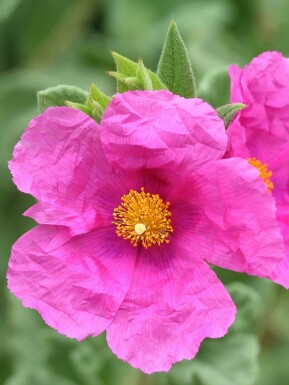 Cistus pulverulentus