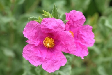 Cistusroos Cistus pulverulentus struik Cistus pulverulentus struik