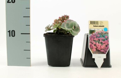 Vetkruid Sedum sieboldii 5-10 Pot P9 Sedum sieboldii