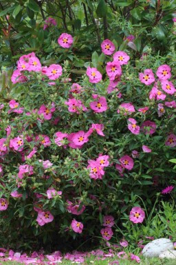 Zonneroosje Cistus purpureus struik Cistus purpureus
