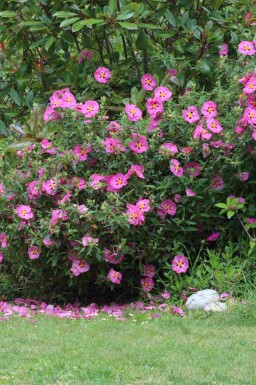 Zonneroosje Cistus purpureus struik Cistus purpureus