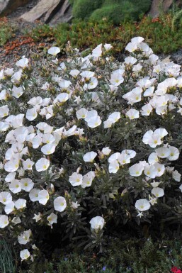 Zilverwinde Convolvulus cneorum struik Convolvulus cneorum