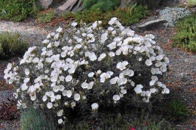 Convolvulus cneorum