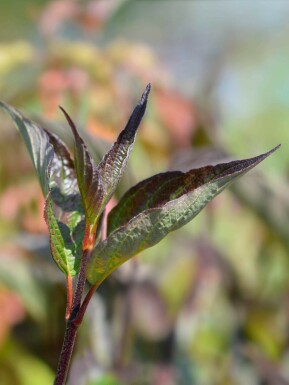 Cornus alba 'Kesselringii'