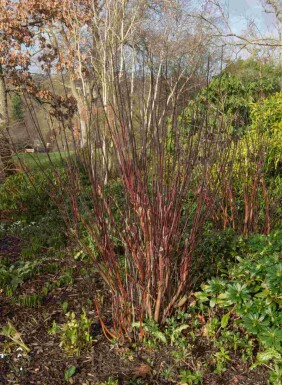 Cornus alba 'Kesselringii'