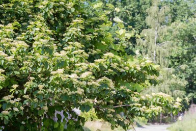 Cornus alternifolia