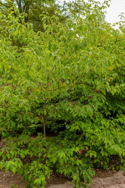 Cornus controversa 'Pagoda'