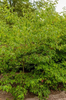 Cornus controversa 'Pagoda'