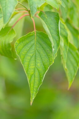 Cornus controversa 'Pagoda'