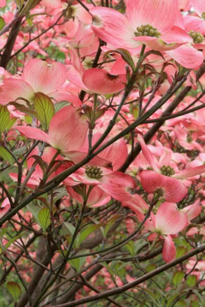 Cornus florida 'Cherokee Chief'