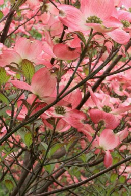 Cornus florida 'Cherokee Chief'