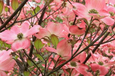 Cornus florida 'Cherokee Chief'