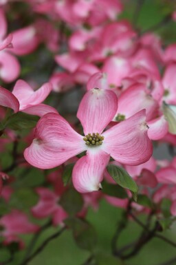 Cornus florida 'Rubra'