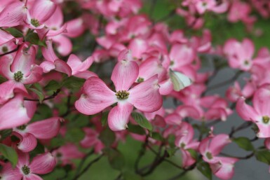 Cornus florida 'Rubra'
